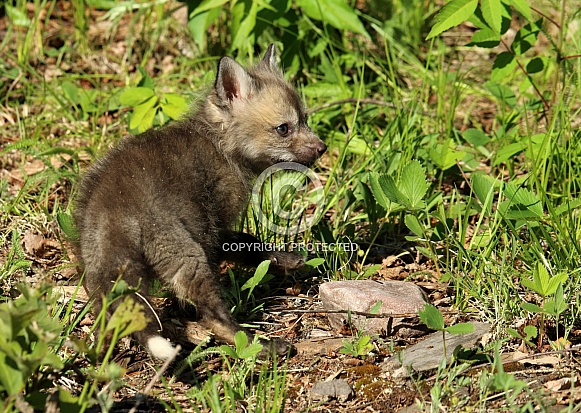 Baby Fox