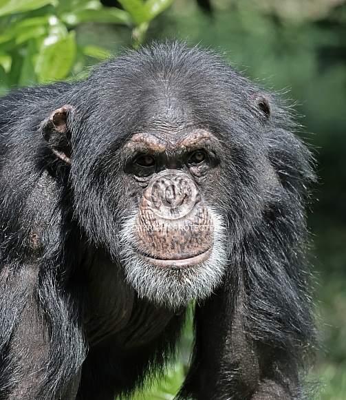 Chimpanzee