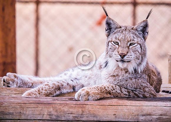 Eurasian Lynx Eurasian Lynx