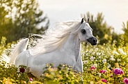 Arabian Horse--Loose In The Roses