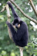 Yellow-cheeked gibbon (Nomascus gabriellae)