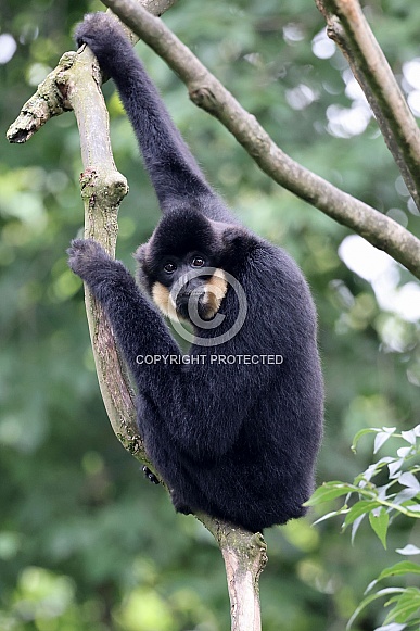 Yellow-cheeked gibbon (Nomascus gabriellae)
