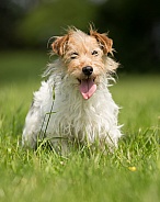 Long-haired Jack Russell Terrier