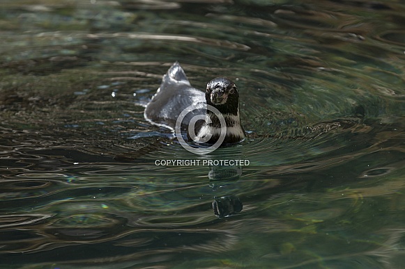 Humboldt Penguin Humboldt Penguin