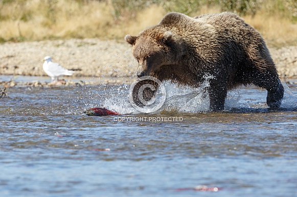 Grizzly bear at Katmai Alaska Grizzly bear at Katmai Alaska