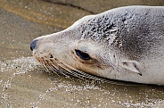 California Seal lion
