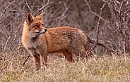 Red fox