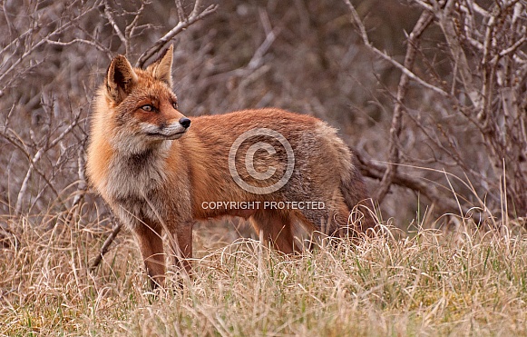 Red fox