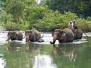Elephants at Tangkahan