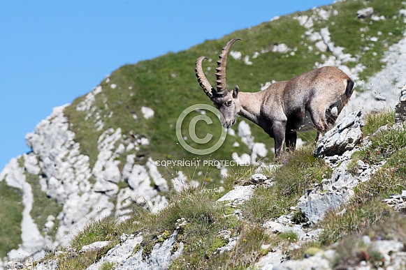 Alpine Ibex