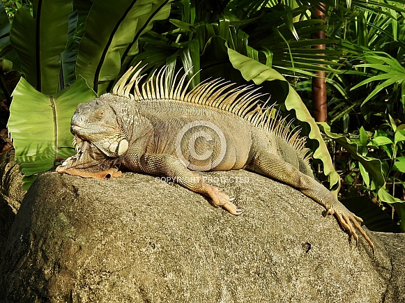 Green Iguana