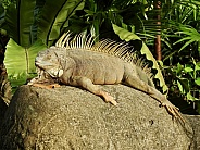 Green Iguana