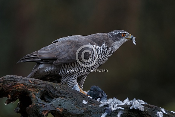 The northern goshawk