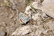 Blue Skipper