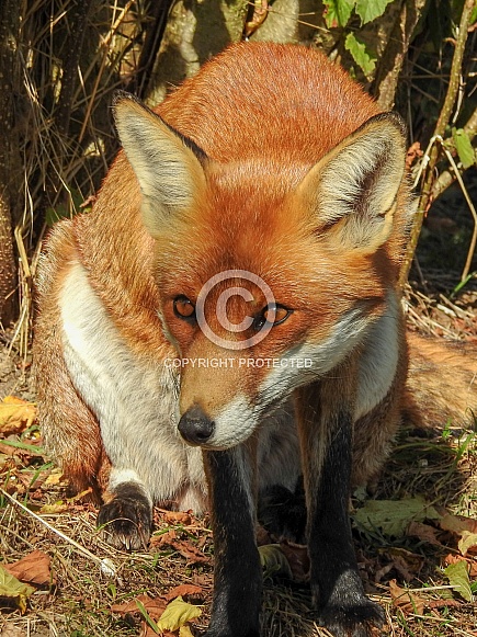 Red Fox