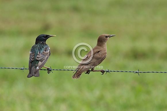 Male Female starling