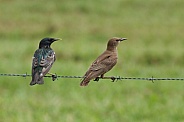 Male Female starling