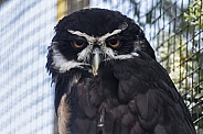 Malaysian wood owl, close up looking forward