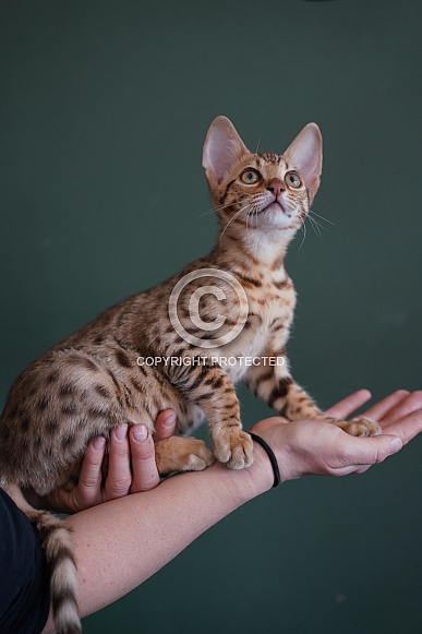 Savannah Cat Savannah Cat
