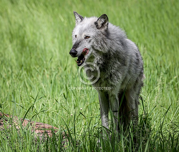 Tundra Grey Wolf