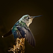 Hummingbird Stretch