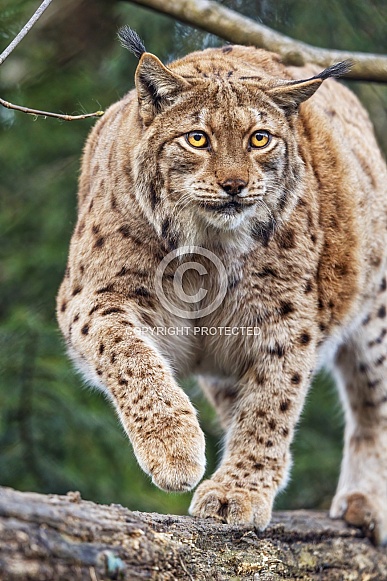 Lynx walking