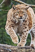 Lynx walking