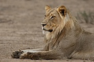 A male lion lying down
