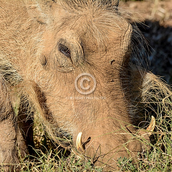 Warthog Warthog