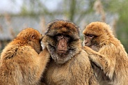 Barbary macaque (Macaca sylvanus)