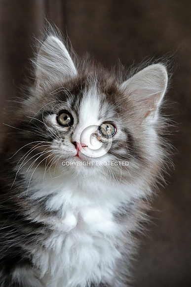 Maine Coon Maine Coon
