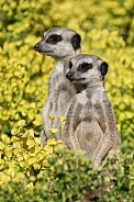 meerkats (Suricata suricatta)