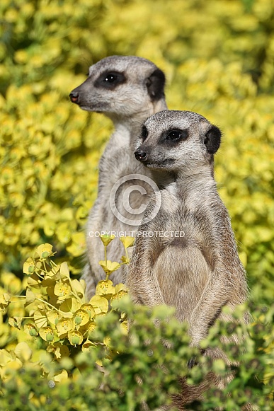 meerkats (Suricata suricatta) meerkats (Suricata suricatta)