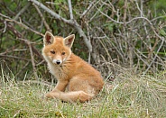 Red Fox Cub