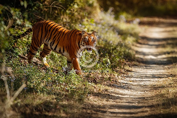 Beautiful tiger in the nature habitat. Tiger pose in amazing light. Wildlife scene with wild animal. Indian wildlife. Indian tiger. Panthera tigris tigris.