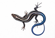 Common Five-lined Skink