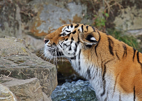 Amur Tiger