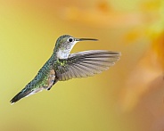 Broad-Tailed Hummingbird - Female or Immature Male
