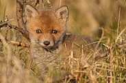 Red fox cubs in there natural habitat