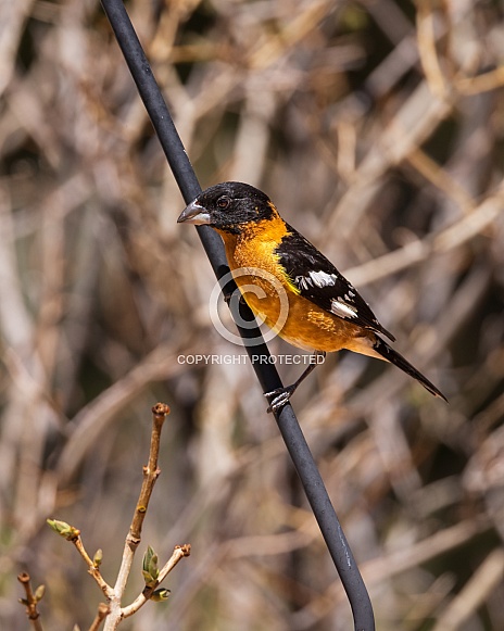 Male Black-headed Grosbeak in Colorado