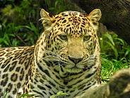 Javan Leopard