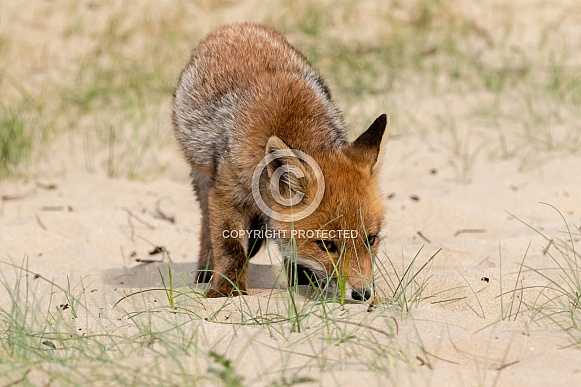 Red fox pup Red fox pup