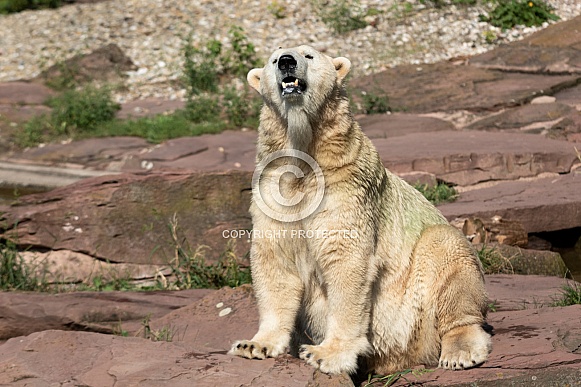 Polar bear