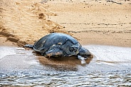 Galapagos Green Sea Turtle (Female)