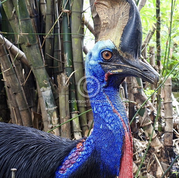 Cassowary