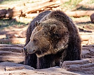 Brown Grizzly bear