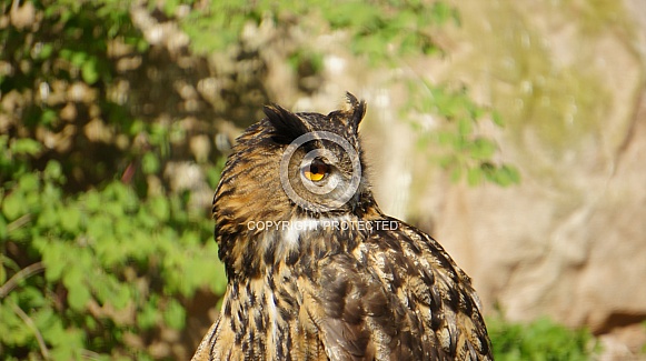 Eagle Owl