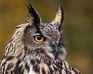 Eurasian Eagle Owl