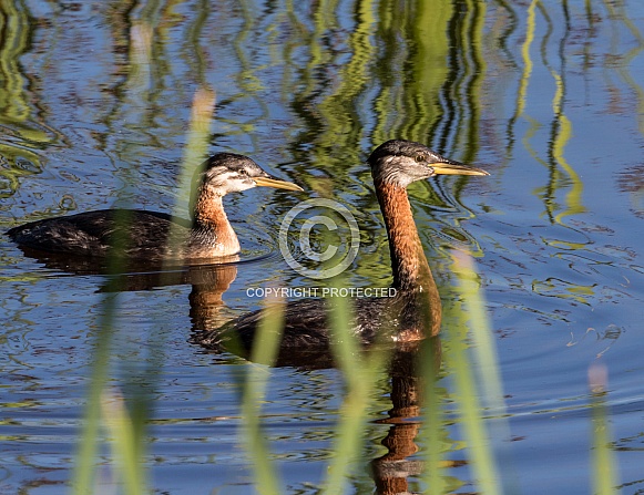 Red-necked Grebe with Chick in Alaska