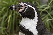 Humboldt Penguin Side Profile